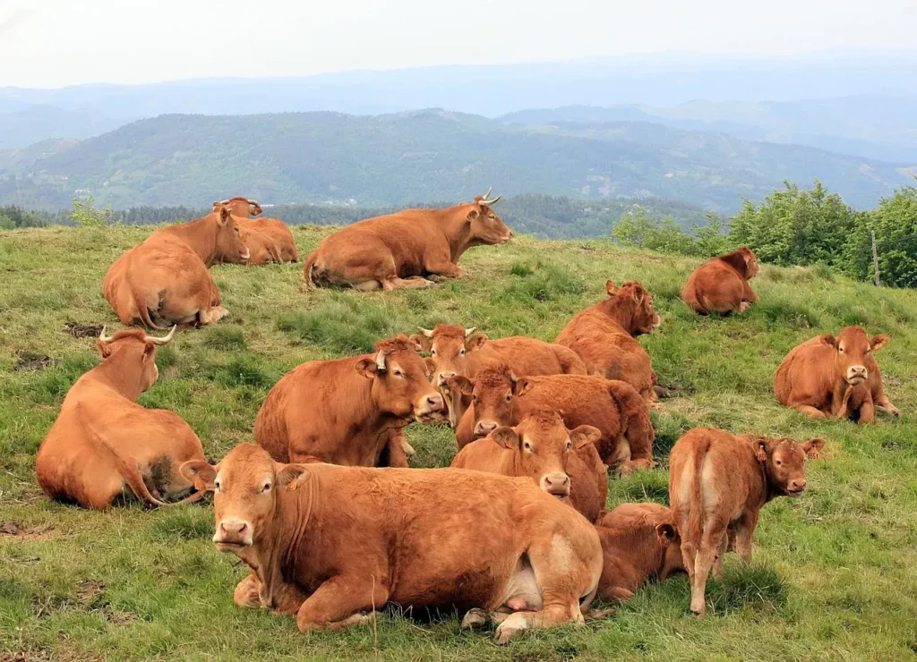 Chemins de randonnée offrant des vues imprenables sur l’Ardèche
